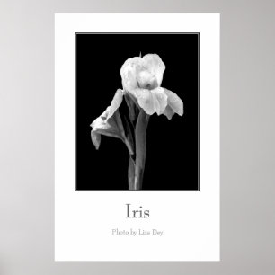 Pôster Cartaz 'Iris'
