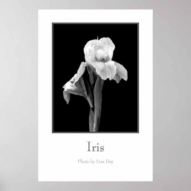 Pôster Cartaz 'Iris' (Frente)