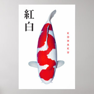Poster Cartaz Kohaku Koi Elegância