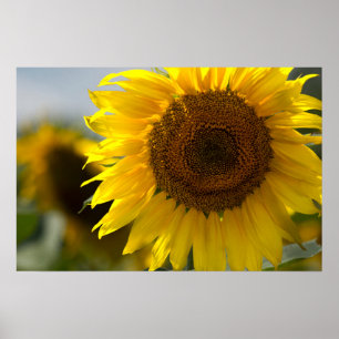 Poster Cartaz - Lindo Girassol Amarelo Closeup