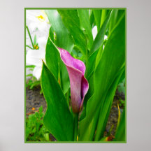 Cartaz Lírio-de-Calla Roxo