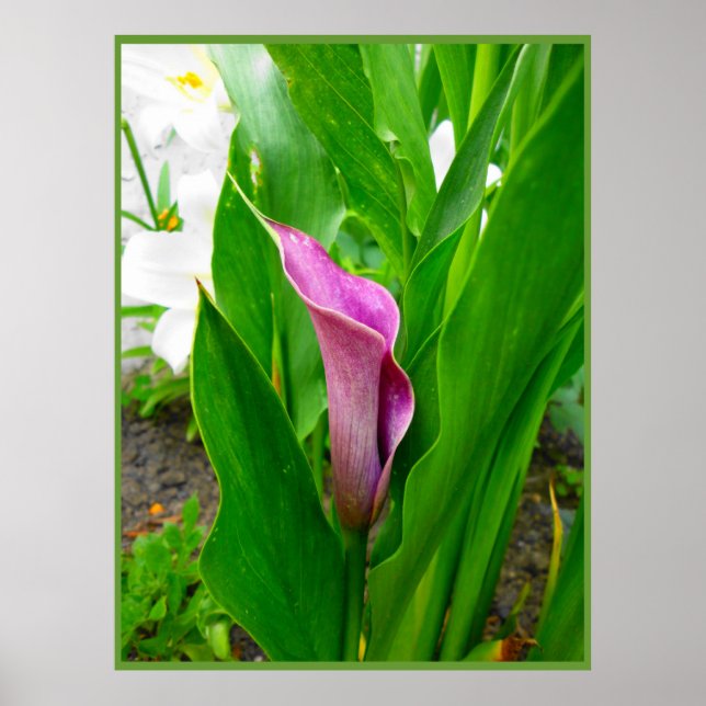 Poster Cartaz Lírio-de-Calla Roxo (Frente)