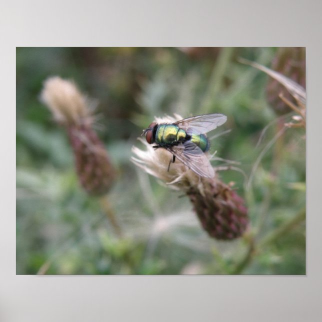 Poster Cartaz Macro de Mosca de Garrafa Verde (Frente)