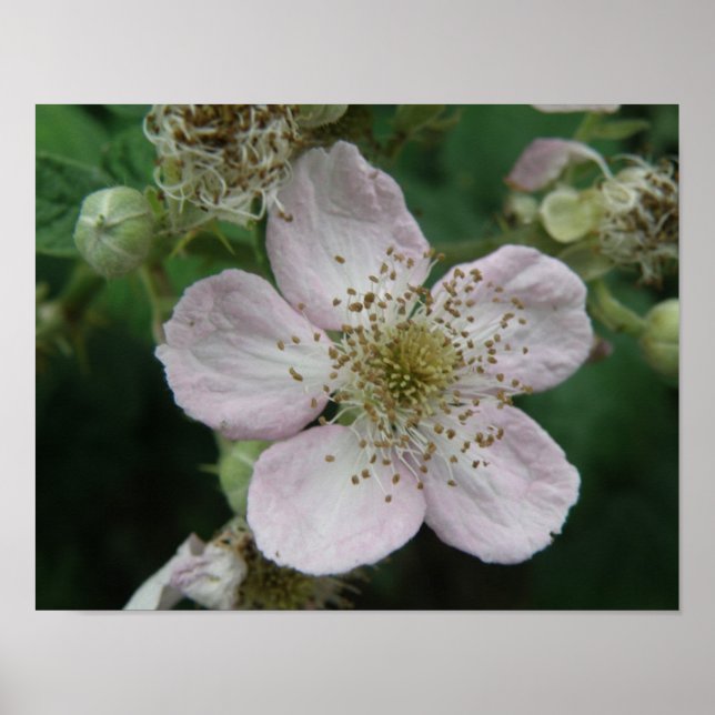 Pôster Cartaz Macro Flor de Amora (Frente)