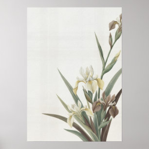 Poster Cartaz Minimalista Botânico de Íris Marfim Antigo