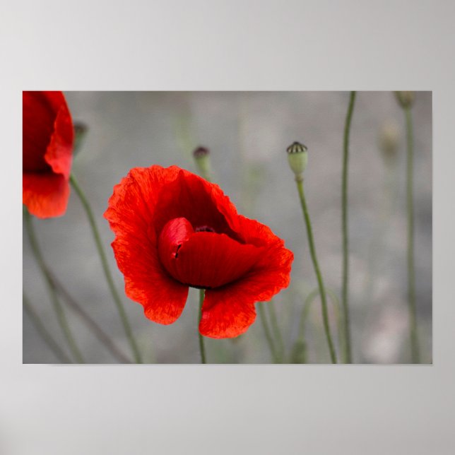 Poster Cartaz O Papoula Vermelho (Frente)