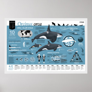 Pôster Cartaz orcagràfico - Edição em Português