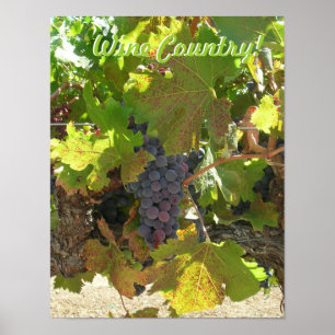 Poster Cartaz - País do Vinho