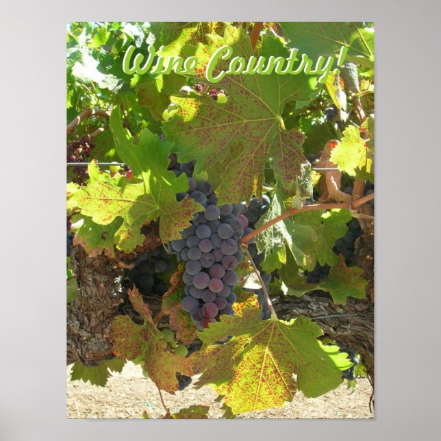 Poster Cartaz - País do Vinho (Frente)