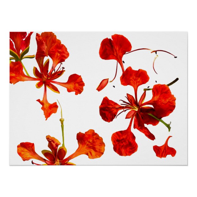 Pôster Cartaz Poinciana Real (Frente)