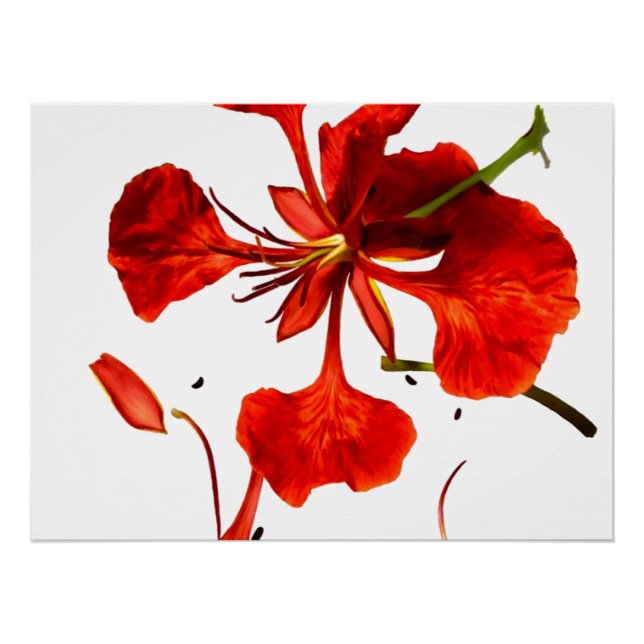 Pôster Cartaz Poinciana Real (Frente)