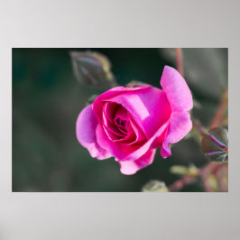 Poster Cartaz Rosa e Botões Fotografia