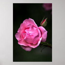 Poster Cartaz Rosa Floral Fotografia da Natureza