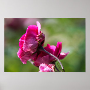 Poster Cartaz Rosa - Graça Magenta