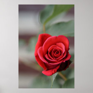 Poster Cartaz Rosa Vermelha Elegância Fotografia