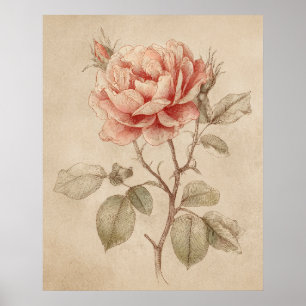 Poster Cartaz Rosa Vintage Amante da Natureza