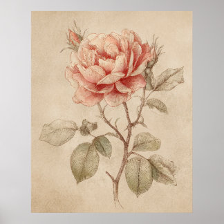 Poster Cartaz Rosa Vintage Amante da Natureza