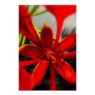 Pôster Cartaz Royal Poinciana