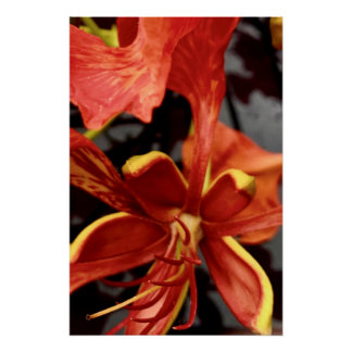 Pôster Cartaz Royal Poinciana