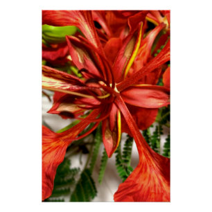 Pôster Cartaz Royal Poinciana