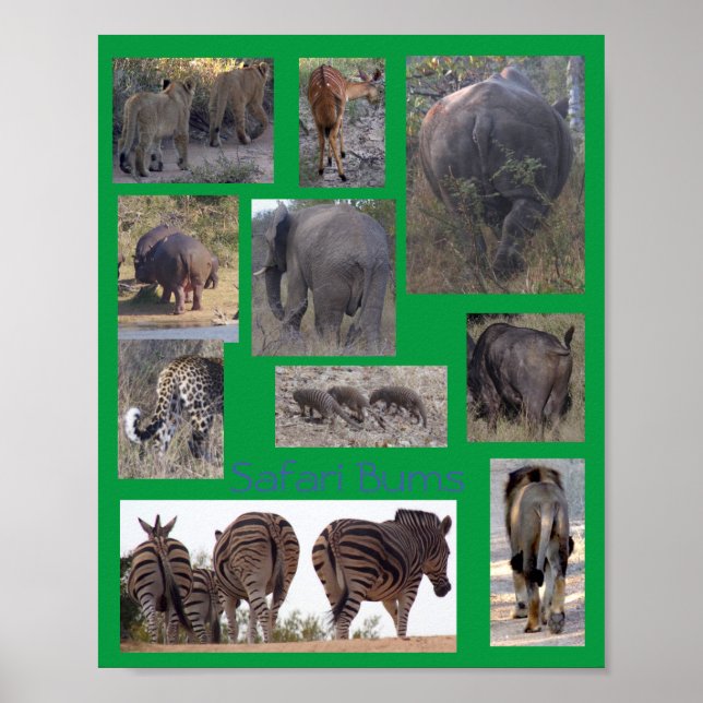 Poster Cartaz Safari Bums (Frente)