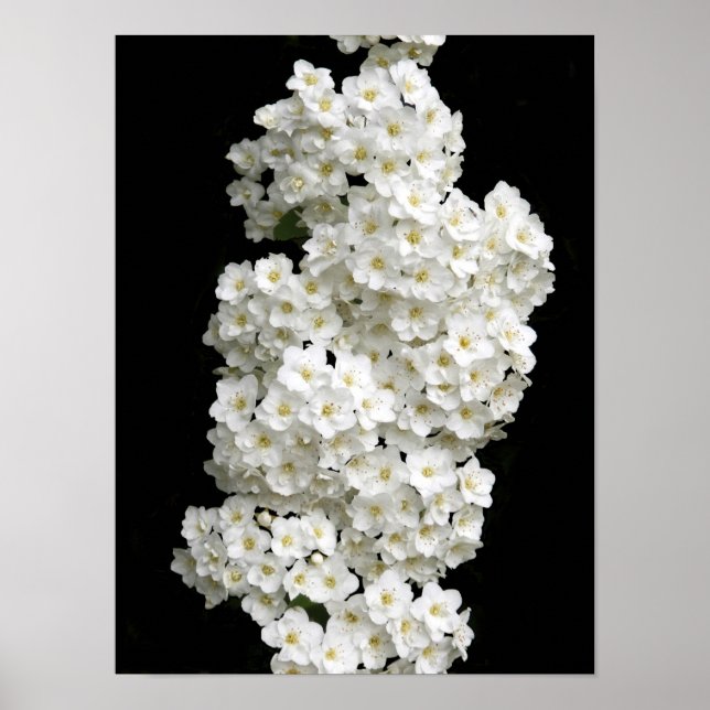 Poster Cartaz Spirea Arguta (Frente)