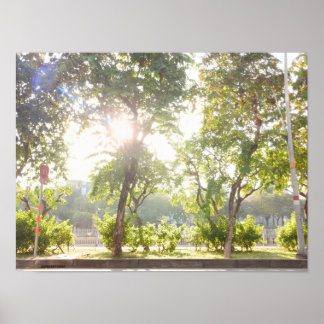 Poster Cartaz Sunny Trees