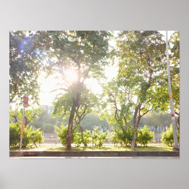 Poster Cartaz Sunny Trees (Frente)