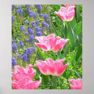 Pôster Cartaz, Tulipa 'Pink Fountain' Tulipa e Jacintos