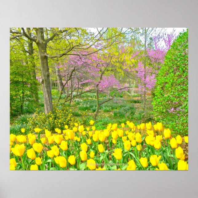 Poster Cartaz, Tulipas Amarelas e Árvores Redbud (Frente)
