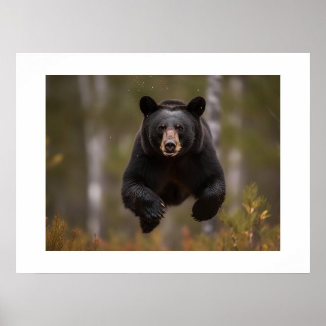Poster Cartaz Urso de Yellowstone  (Frente)