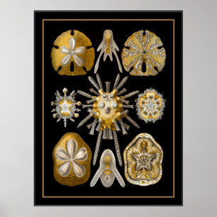 Poster Cartaz Vintage Artista Ernst Haeckel Echinoidea