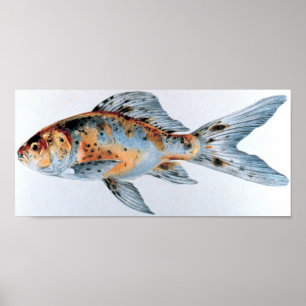Poster Carteira do peixe dourado de Shubunkin