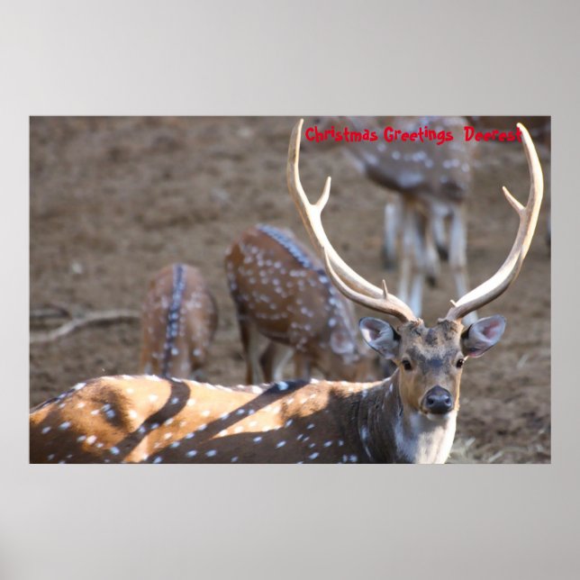 Poster Cartões de natal Deerest (Frente)