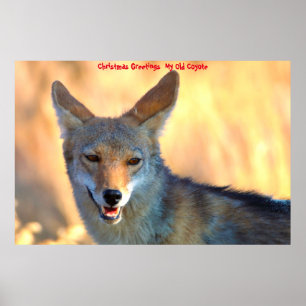 Poster Cartões de natal Meu Antigo Coyote