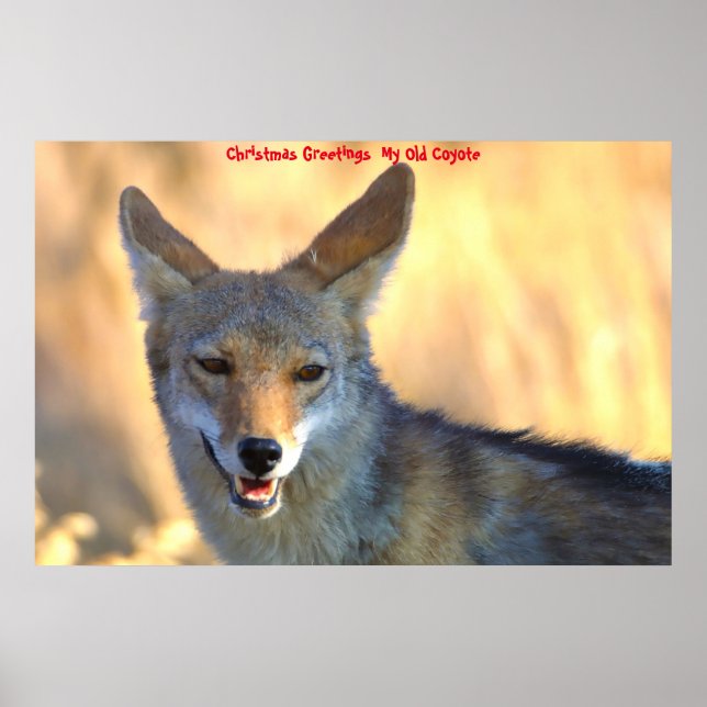 Poster Cartões de natal Meu Antigo Coyote (Frente)