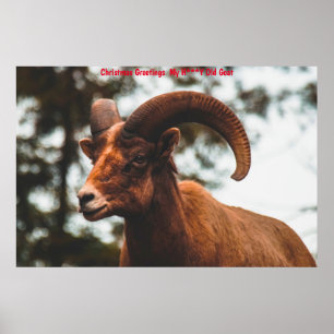 Poster Cartões de natal Meu Capim Mel