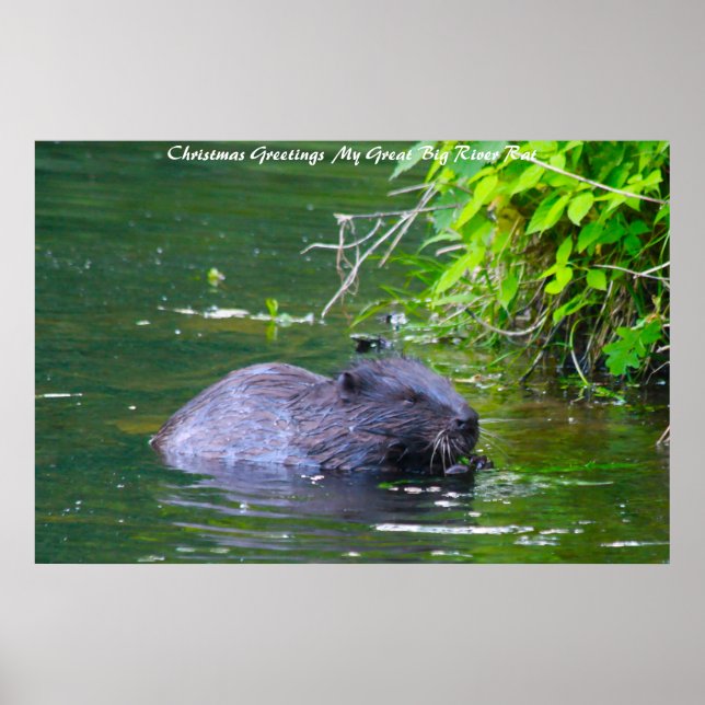 Poster Cartões de natal Meu Rato Do Rio (Frente)