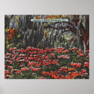 Poster Cartões postais Azaleas em Bloom em Savana GA