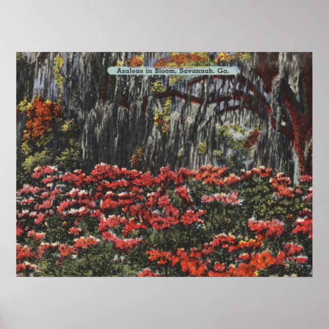 Poster Cartões postais Azaleas em Bloom em Savana GA (Frente)