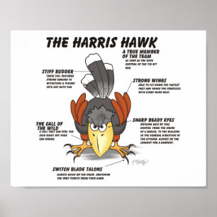 Poster Cartoon do Falcão de Harris