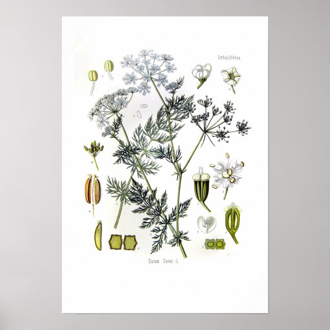 Pôster Carum carvi (caraway) (Frente)