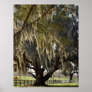 Pôster Carvalho de Louisiana [impressão da arte]