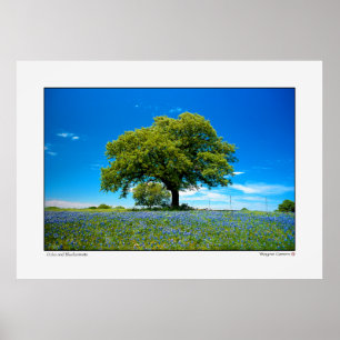 Poster Carvalho e Bluebonnets - Texas