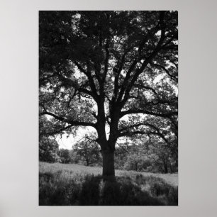 Pôster Carvalho, prado do primavera, preto e branco