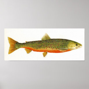 Pôster Carvão animal ártico em cores Spawning