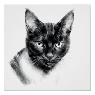 Pôster Carvão de Gato