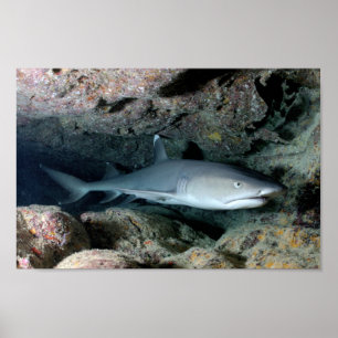Poster Casa Da Natação De Peixes De Tubarão Personaliza O