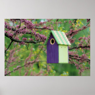 Poster Casa de Pássaros Em Uma Árvore Redbud