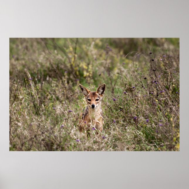 Poster Casaco na grama (Frente)
